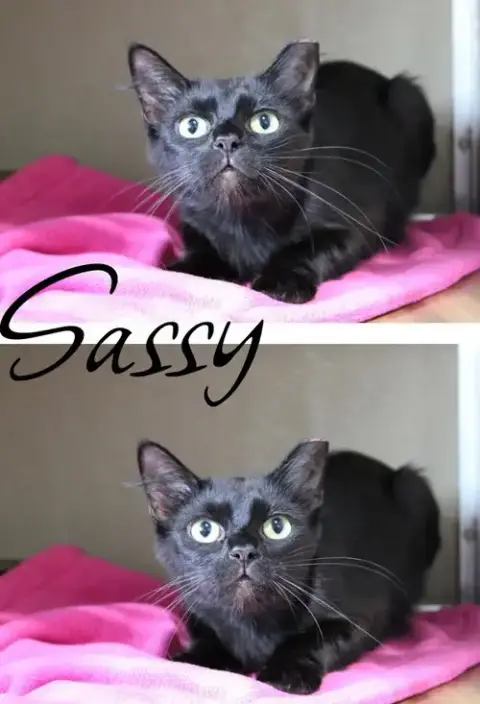 Sassy