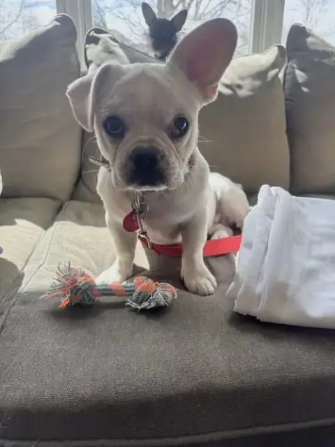 Thumper