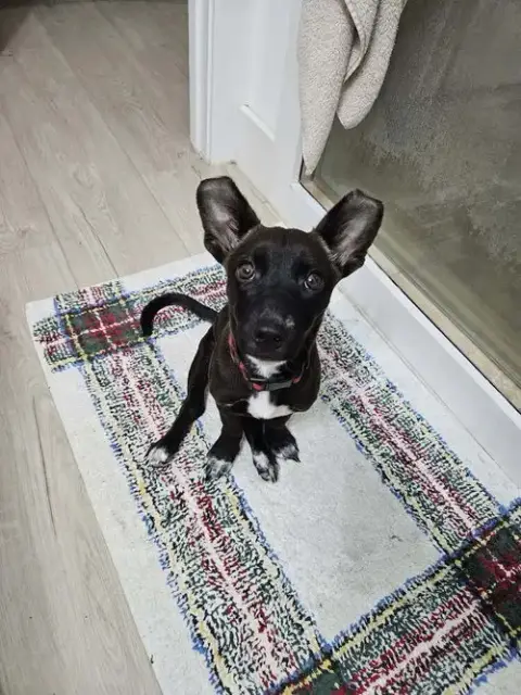 Penny Aka Precious