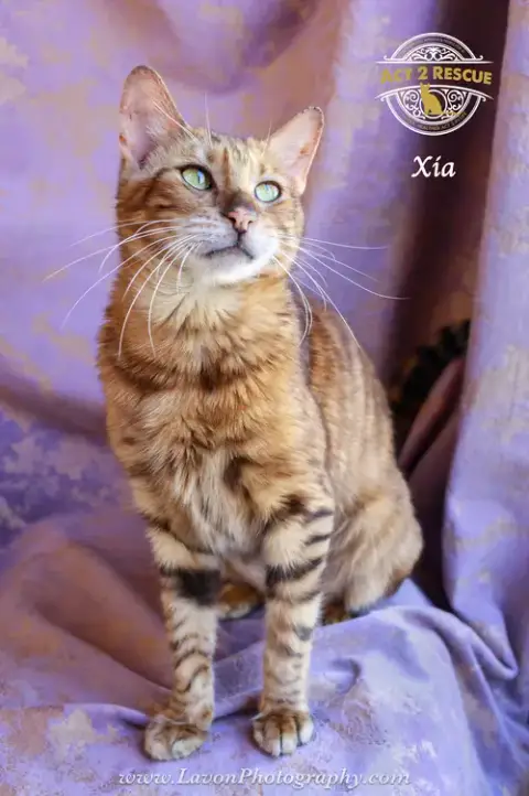 Xia