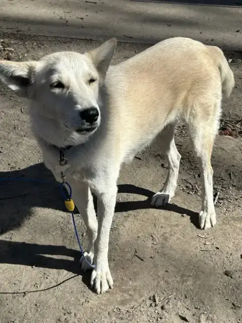 Tam