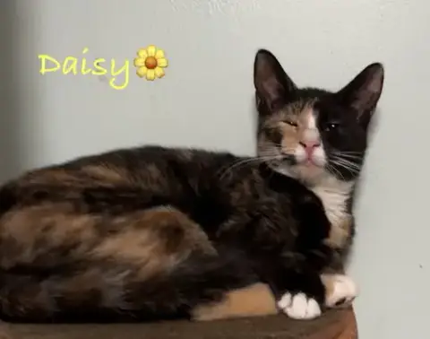 Daisy photo 2