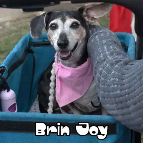 Brin Joy photo 5