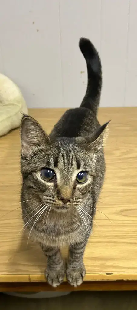 Rosita