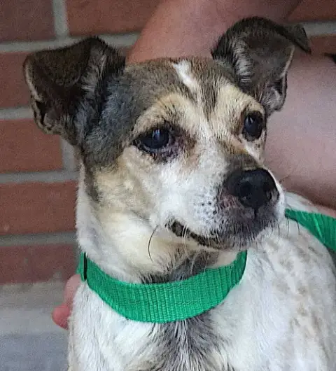 Gus