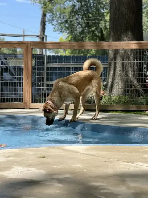 Hazel photo 2