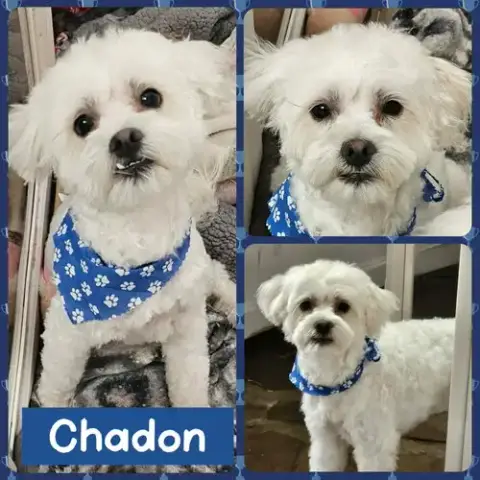 Chadon photo 2
