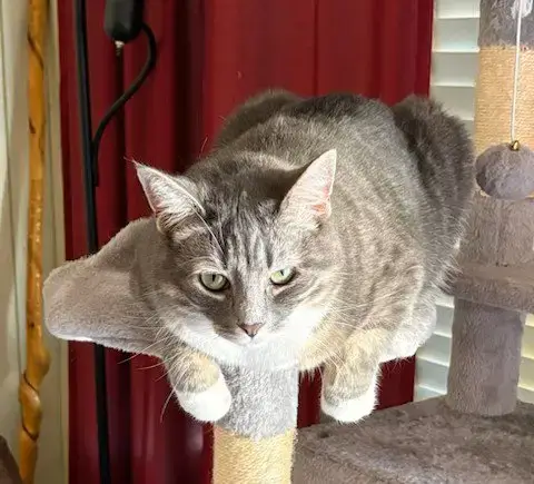 Bella photo 4