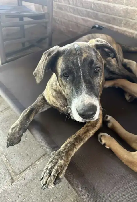 Rocky- Playful Pal