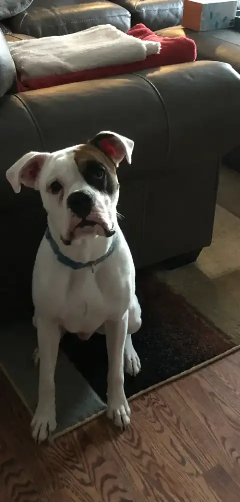 Thor *Adoption Pending * photo 2