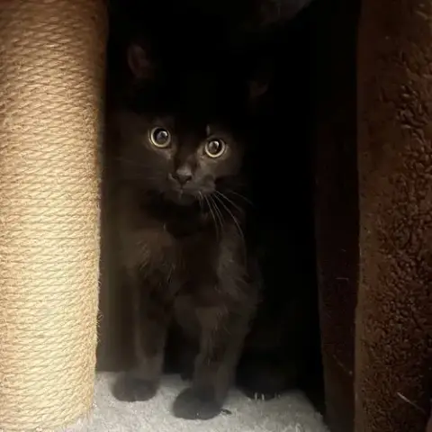 Shadow