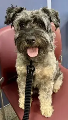 Hypoallergenic Mini Schnauzer Pup Girl Twinkles