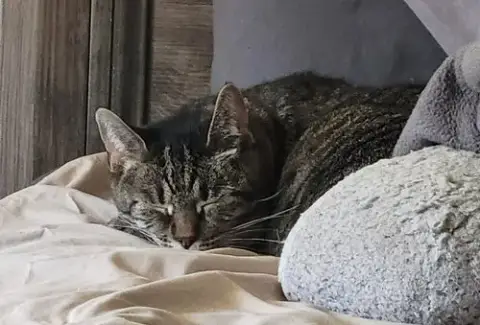 Mimi: Barn Cat