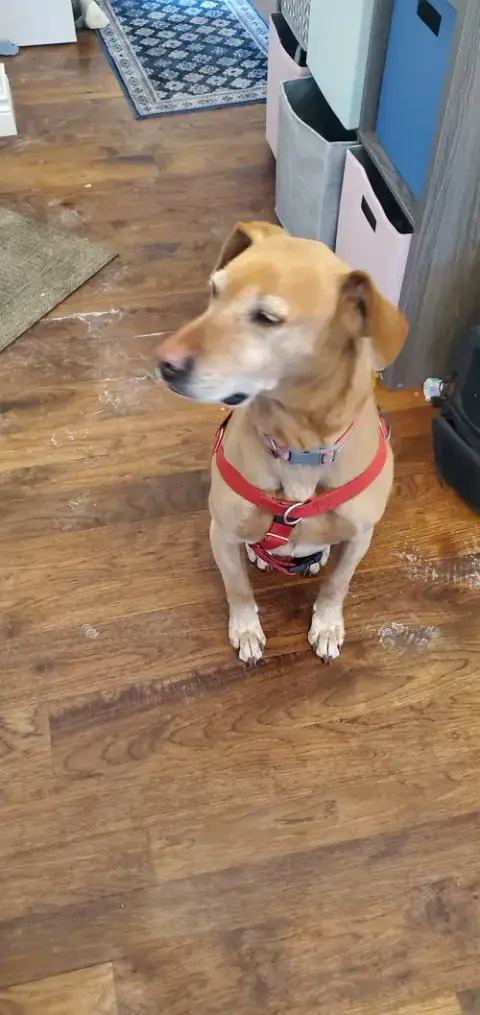 Toby