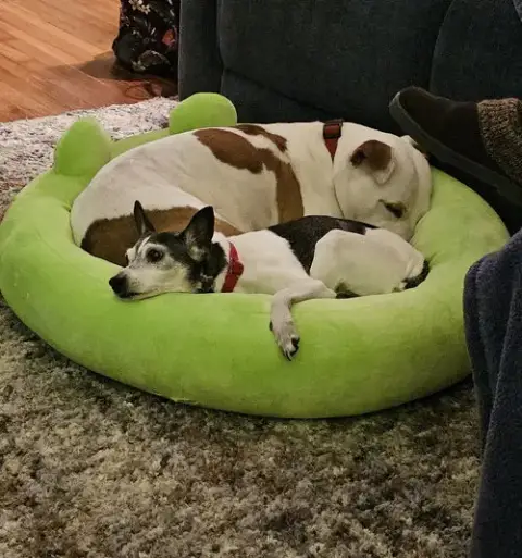 Odie photo 4