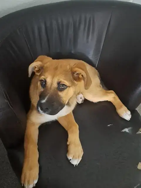 Puppy