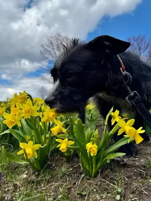 Trixie photo 3