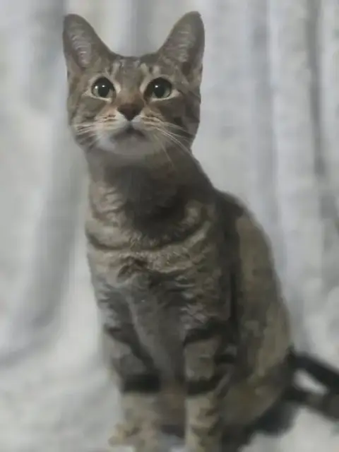 Fifi Larue