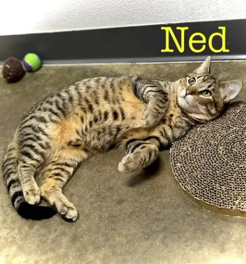 Ned photo 2