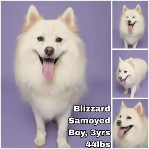 Blizzard From Korea