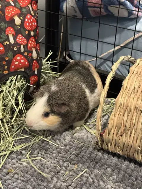 Nacho photo 2