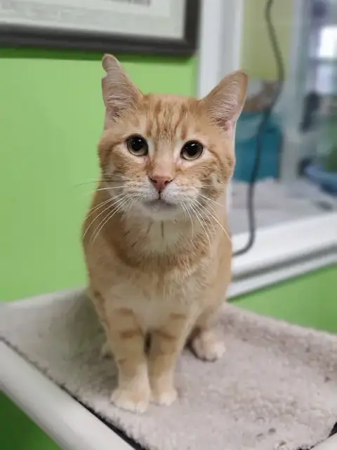 Perry
