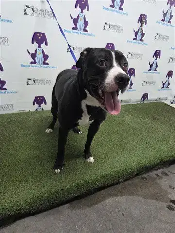 Mojo