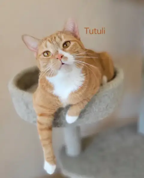 Tutuli photo 2