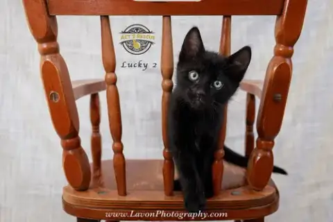 Lucky 2 photo 2