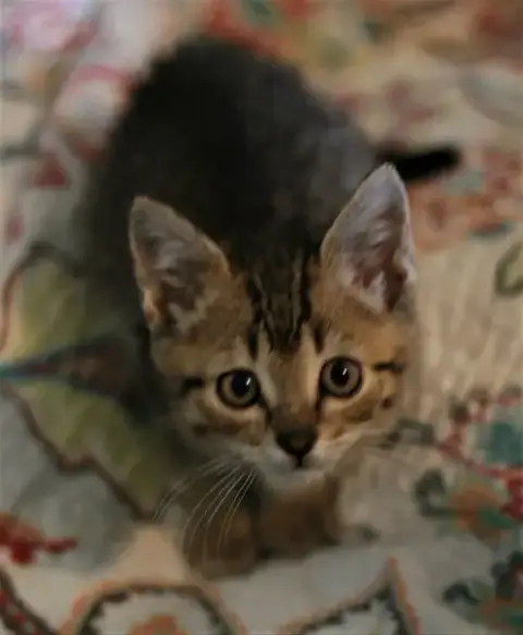 Chowder photo 5