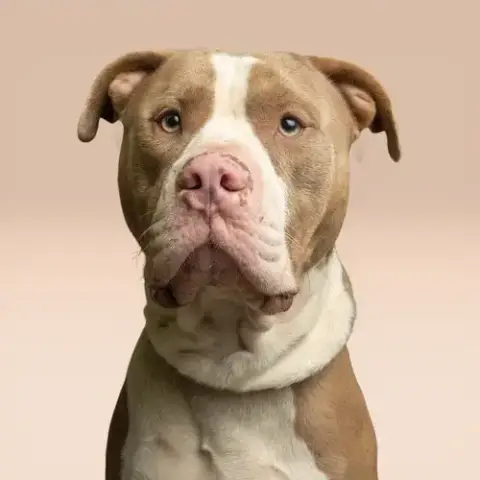 Kermit