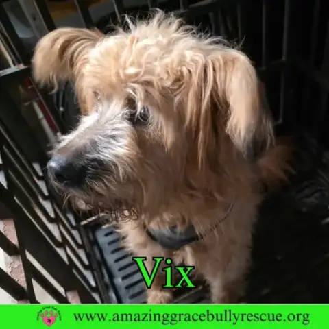 Vix photo 4