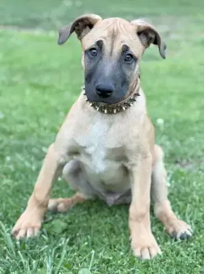 Buddy