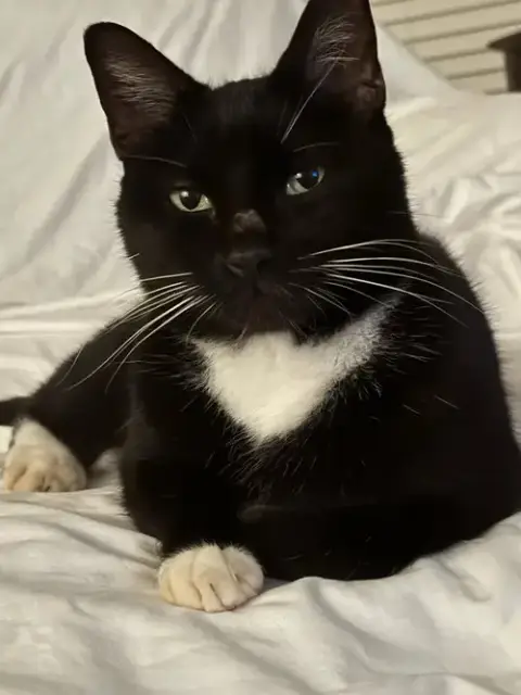 Oreo photo 2