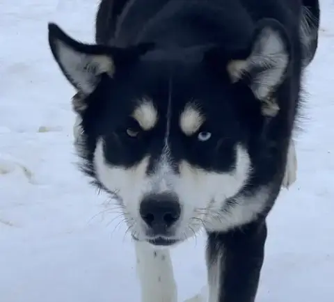 Tundra photo 2