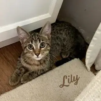 Lily #Tabby-Brigade