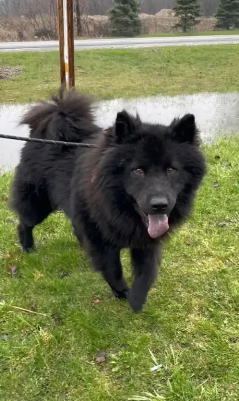Rex