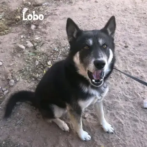 Lobo