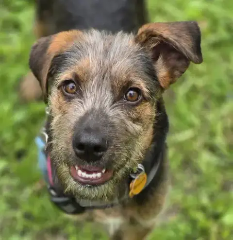 Remus