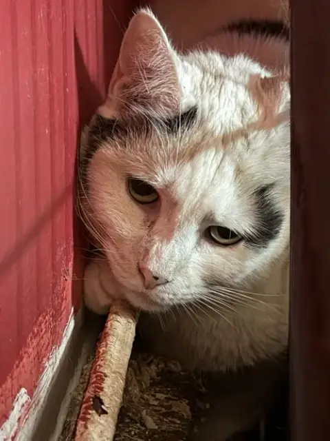 Charity- Declaw