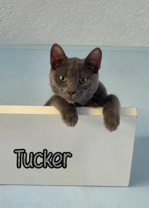 Tucker photo 2