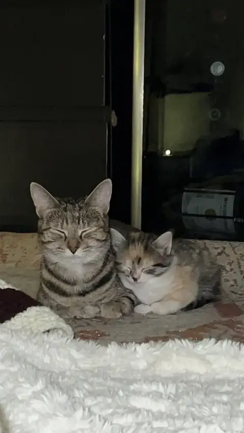 Mozzarella photo 4