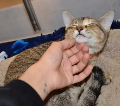 Tabby L