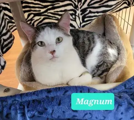 Magnum