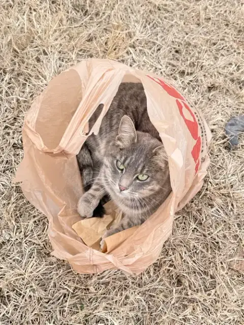 Kitty