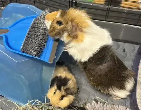Oscar And Grover