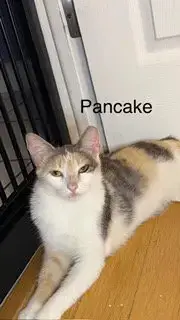 Pancake photo 4