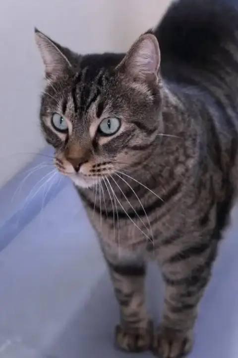 Bagheera photo 3