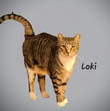 Loki #Dont-Forget-Me