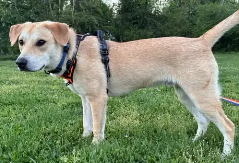 Puppy Gabriel photo 4